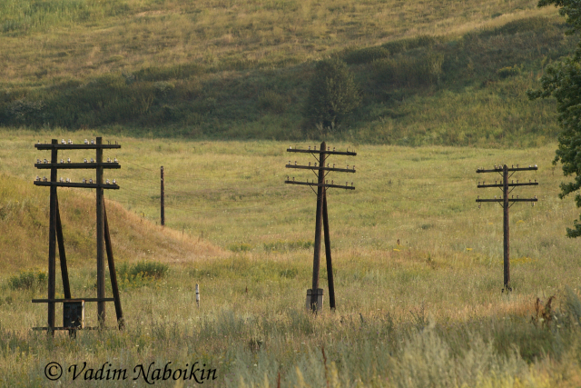 Ukraine is the country of endless meadows